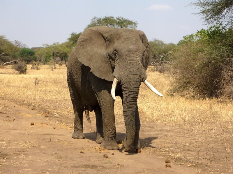 Elephant in the wild